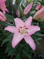 [5232 Sheila EVR No01.JPG]